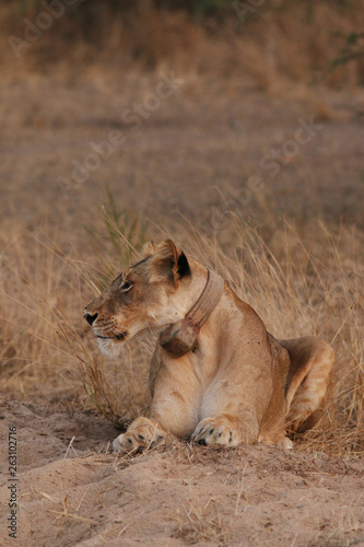 Wild African lioness in the savannah, with a collar around its neck. A noble predatory cat in its natural habitat.