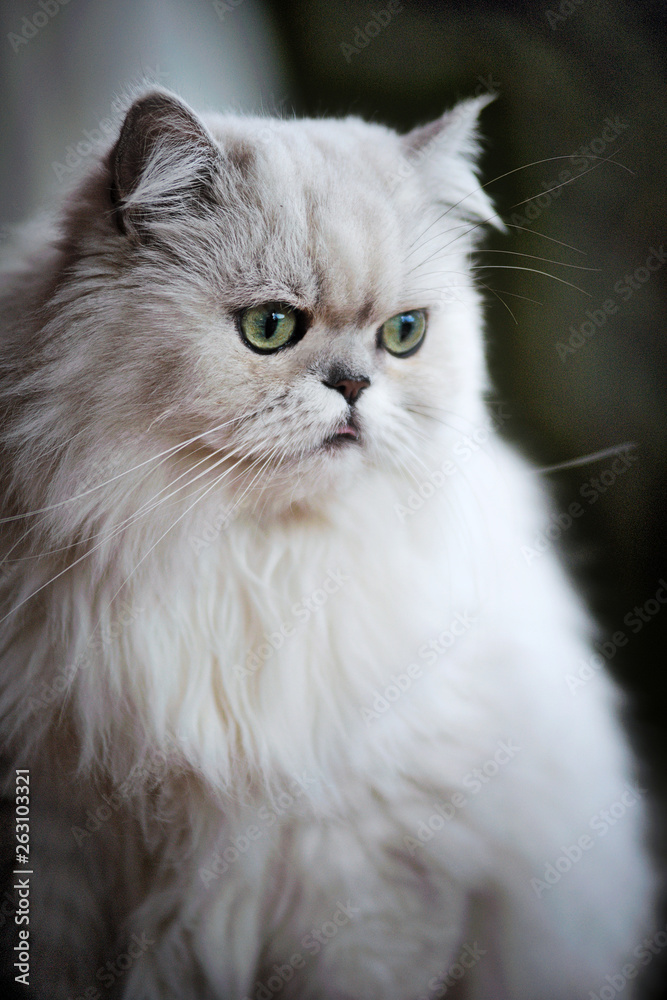 Ritratto di gatto persiano grigio