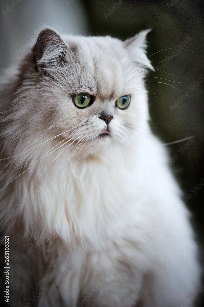 Ritratto di gatto persiano grigio Ritratto di gatto persiano grigio