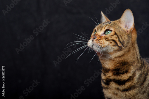 testa di gatto di razza bengala su sfondo nero