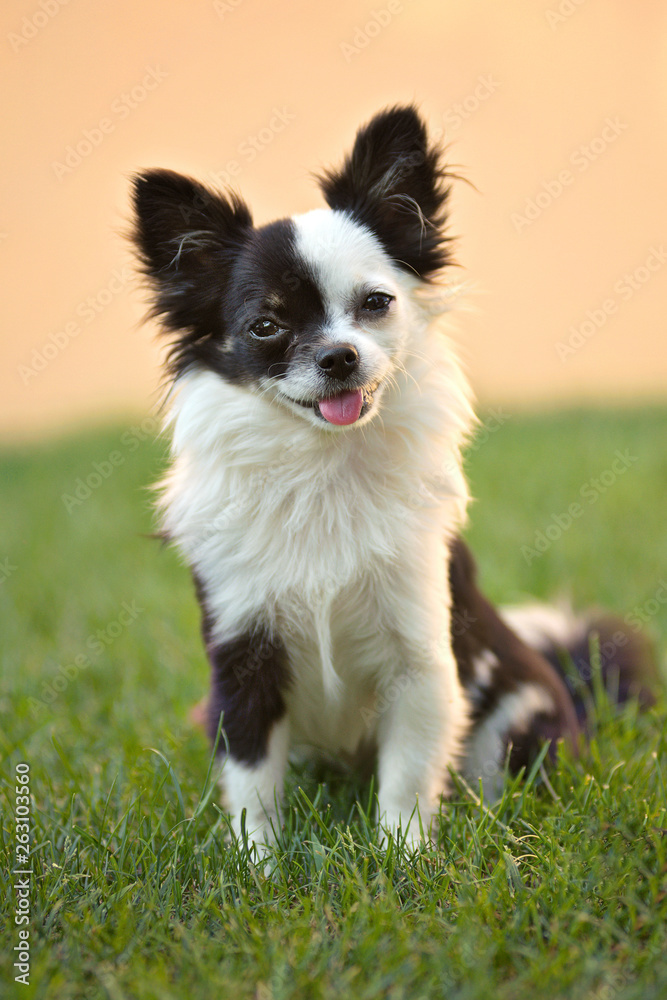 Chihuahua a pelo lungo bianco e nero