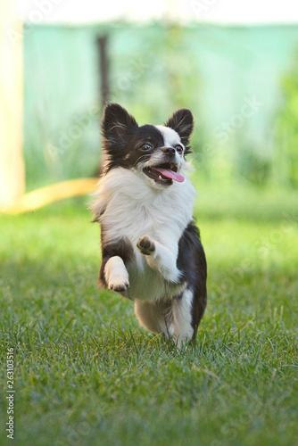 Chihuahua a pelo lungo bianco e nero corre felice in un prato