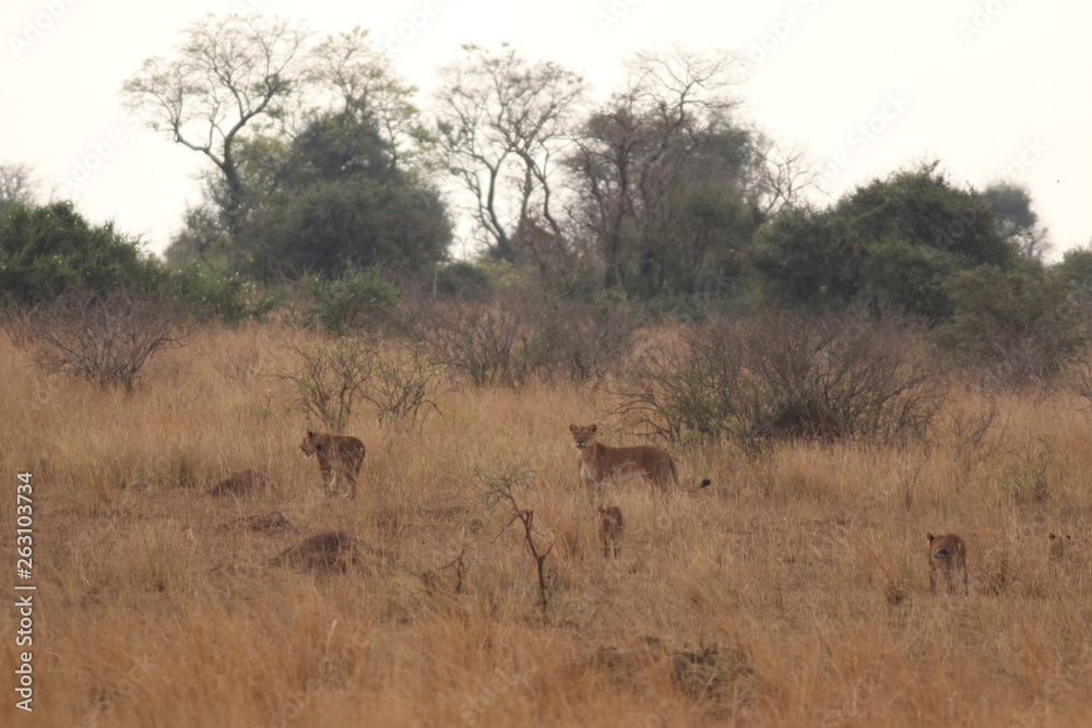 Wild African lions in the savannah. A noble predatory cat in its natural habitat. Wild African lions in the savannah. A noble predatory cat in its natural habitat.
