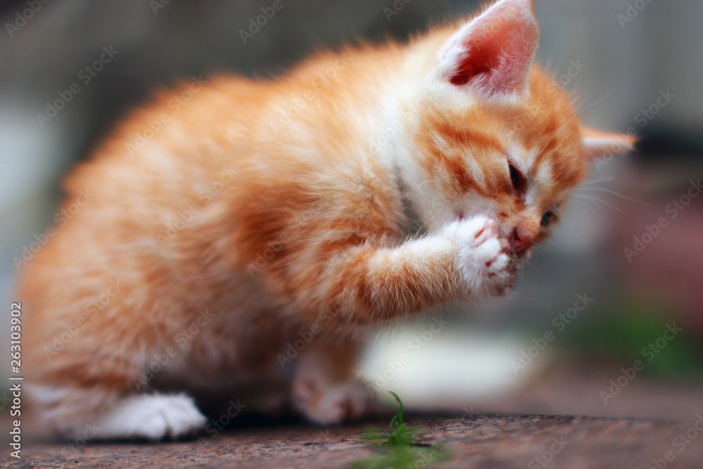 Red kitten cleans white dirty paw Little cat washes after eating outdoors. Pet licks the dirt from the claws Red kitten cleans white dirty paw Little cat washes after eating outdoors. Pet licks the dirt from the claws