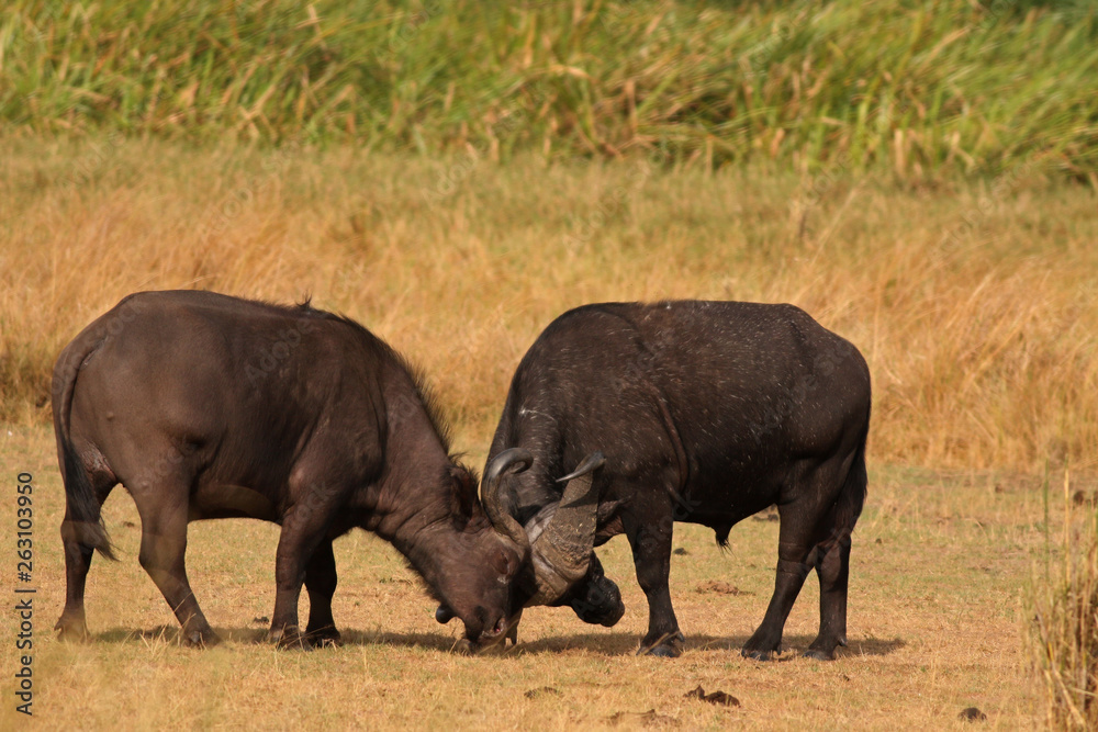 Obraz premium The African buffalo, also called the Cape buffalo (Syncerus caffer), a large Sub-Saharan African bovine. Picture from a safari in the savanna, natural environment of wildbuffalos.