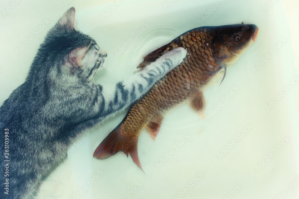 Grey kitten hunts big fish. Little cat trying to catch carp. Prey the  predator can not handle. The funny pet is trying to pull the fish out of  the water Stock Photo |