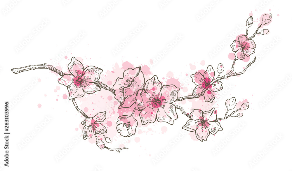 Vecteur Stock Spring sakura flowers blossom art, hand drawn watercolor