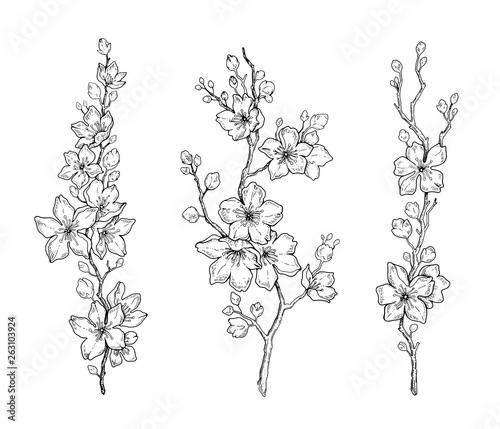 Cherry flower blossom, botanical art set. Spring almond, sakura, apple tree branch, hand draw doodle vector illustration. Cute black ink art, isolated white background. Realistic floral bloom sketch