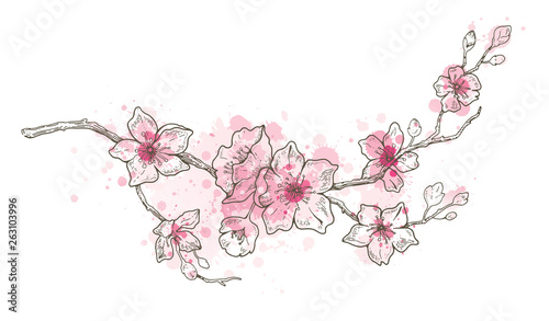 фотография Spring sakura flowers blossom art, hand drawn watercolor style
