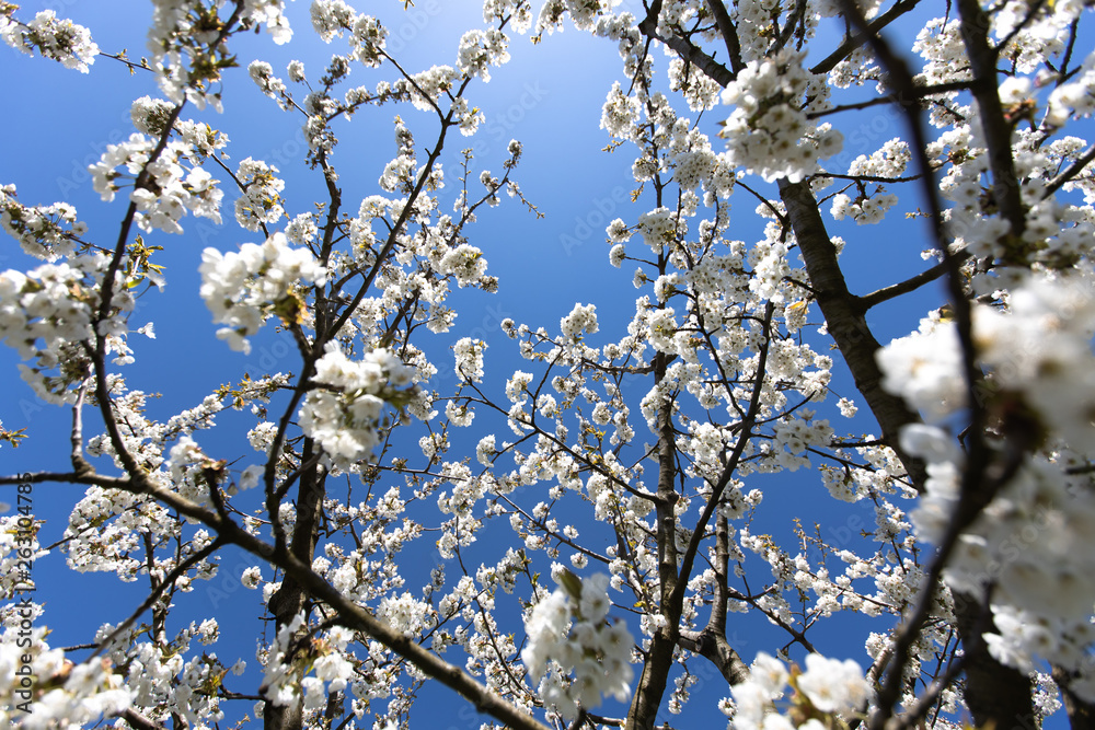 Cherry tree with white blossom from Germany