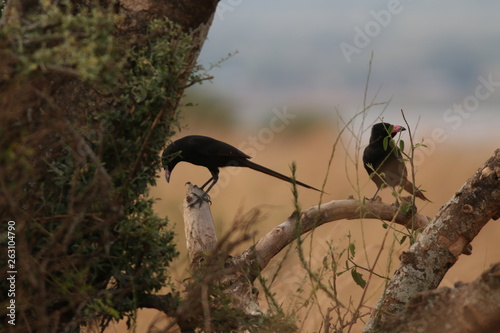 The piapiac, an African member of the crow family in its natural environment, as spotted during the safari in Uganda. photo