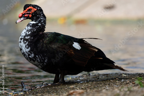 Portrait of a muscovy duck (cairina moschata) standing by the waters edge photo