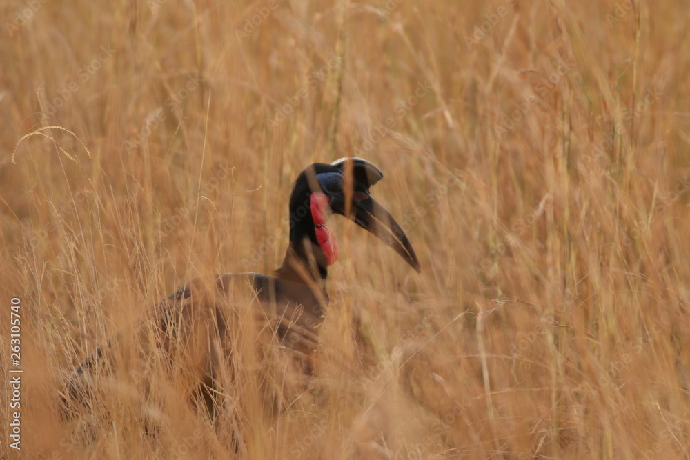 Fototapeta premium The Abyssinian ground hornbill, also known as the northern ground hornbill, on a close up picture in its natural environment. A moment from the safari in Uganda.