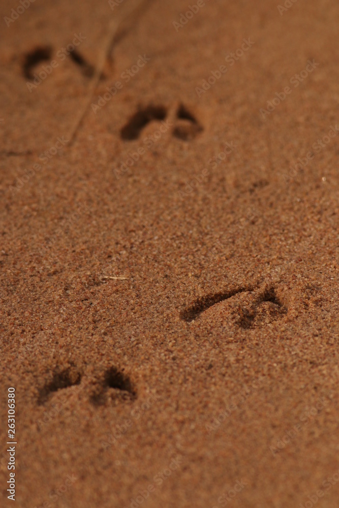 Footprints of the antelope in sand. Picture from the safari in Africa. Footprints of the antelope in sand. Picture from the safari in Africa.