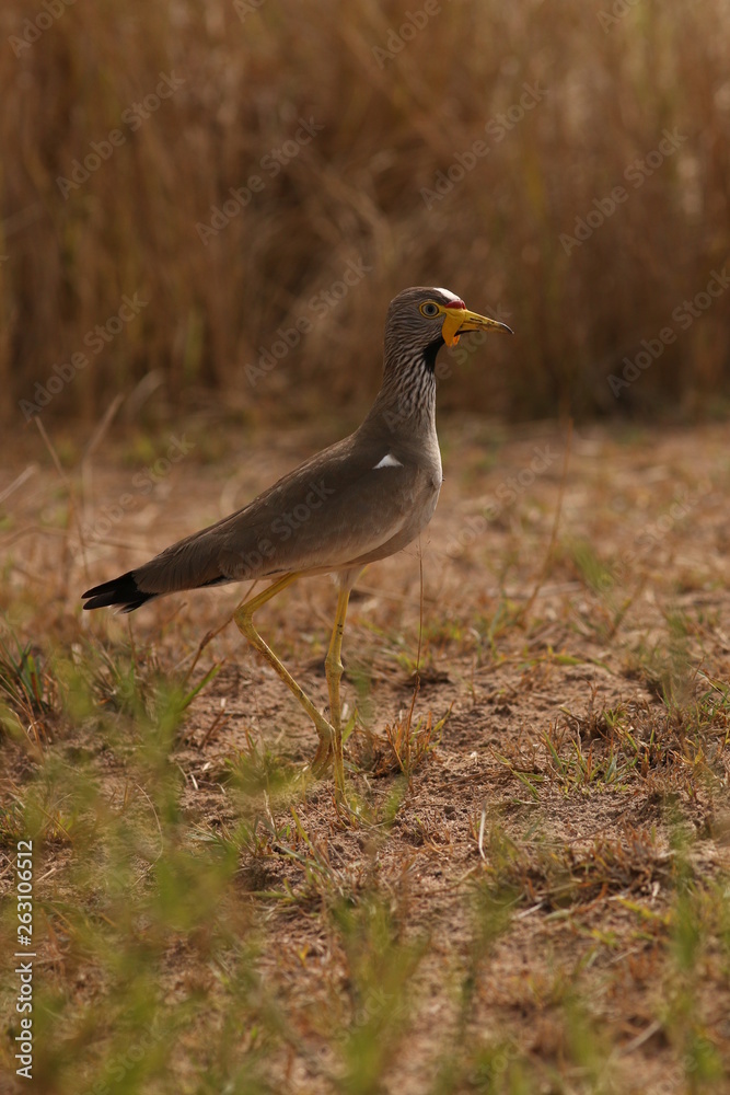 Obraz premium The African wattled lapwing, also known as the Senegal wattled plover or wattled lapwing, A picture of colorful waterbird species made on safari in Uganda.