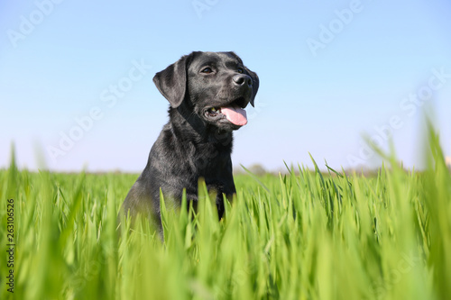 Junger Labrador Spaziergang in Feldern