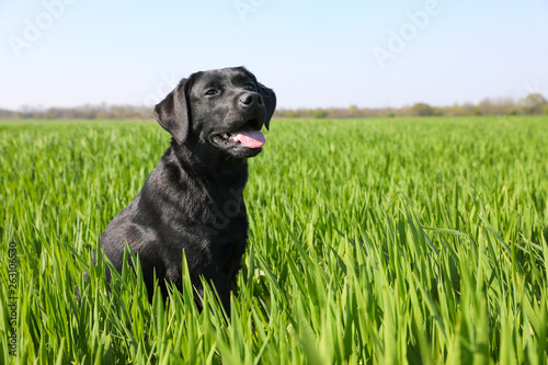 Junger Labrador Spaziergang in Feldern