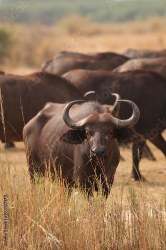 The African buffalo  also called the Cape buffalo  Syncerus caffer   a large Sub-Saharan African bovine. Picture from a safari in the savanna  natural environment of wildbuffalos.