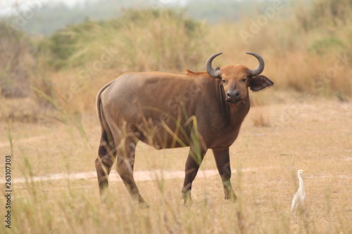 Fototapeta Naklejka Na Ścianę i Meble -  The African buffalo, also called the Cape buffalo (Syncerus caffer), a large Sub-Saharan African bovine. Picture from a safari in the savanna, natural environment of wildbuffalos.