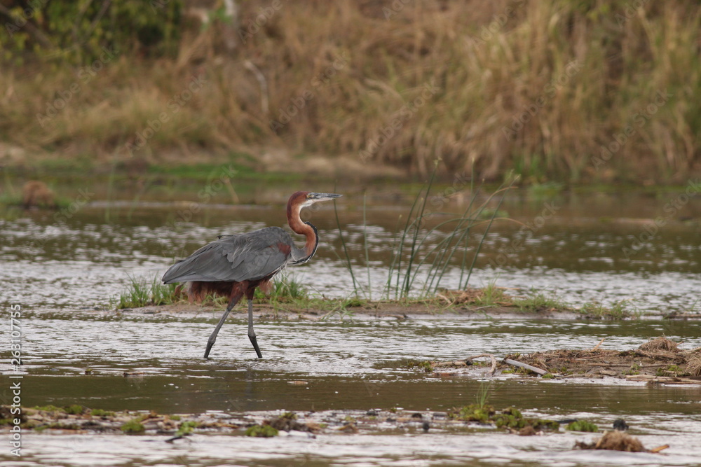 The Goliath heron, also known as the giant heron. A large waterbird species occurring in sub-Saharan Africa and south Asia in its natural environment.