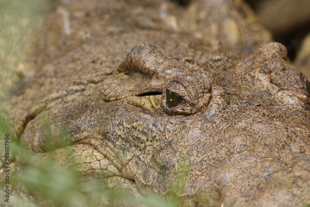 Nile crocodile lying on the bank of river Nile. A large predatory reptile species occurring in African wetlands, marshes and rivers in its natural environment. Nile crocodile lying on the bank of river Nile. A large predatory reptile species occurring in African wetlands, marshes and rivers in its natural environment.