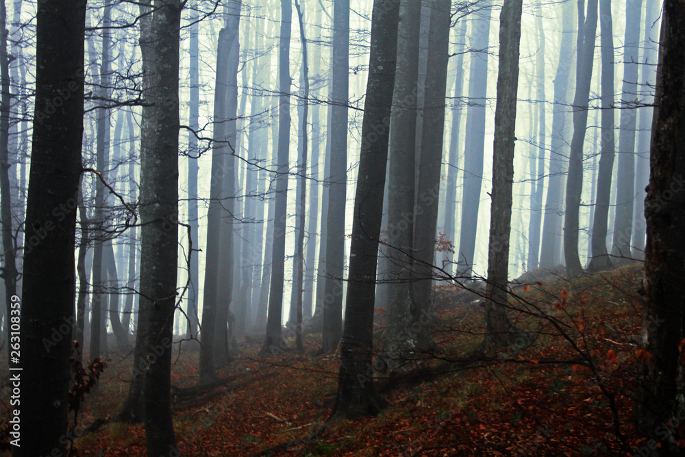 Obraz premium Deep forest