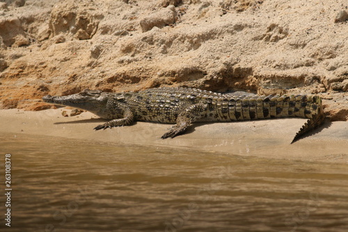 Nile crocodile lying on the bank of river Nile. A large predatory reptile species occurring in African wetlands, marshes and rivers in its natural environment.