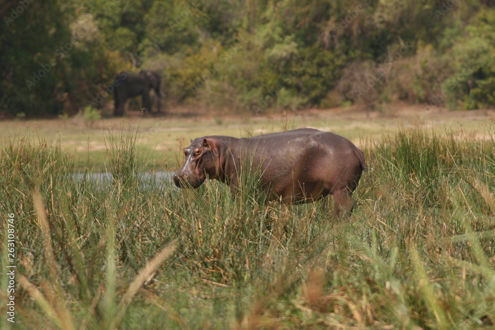 African hippopotamus in its natural environment. A well known large animal occuring around african rivers and wetlands in its natural environment. African hippopotamus in its natural environment. A well known large animal occuring around african rivers and wetlands in its natural environment.
