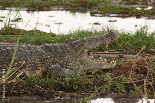 Nile crocodile lying on the bank of river Nile. A large predatory reptile species occurring in African wetlands, marshes and rivers in its natural environment.