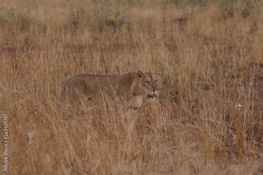 Wild African lioness in the savannah. A noble predatory cat in its natural habitat.