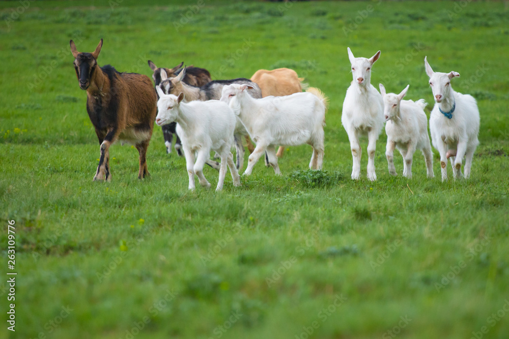 Fototapeta premium Small herd of goats standing on green grass. Different colored goats herd