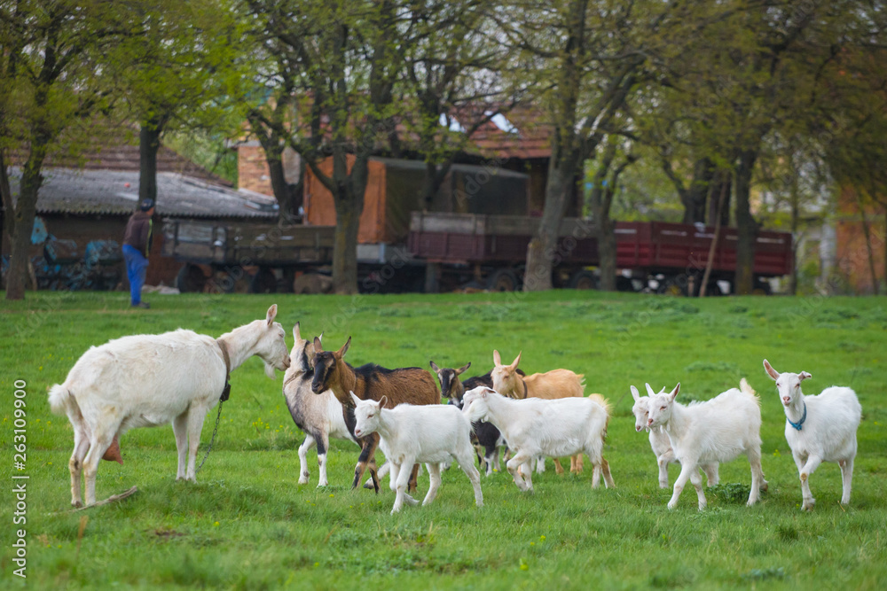 Small herd of goats standing on green grass with house in background. Different colored goats herd Small herd of goats standing on green grass with house in background. Different colored goats herd