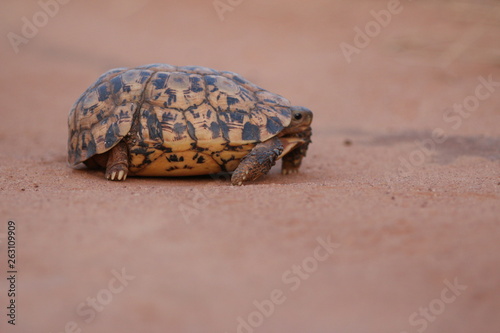 Bell's hinge-back tortoise in its natural habitat, an African savannah. A rare reptile species with typical pattern on its shell. photo