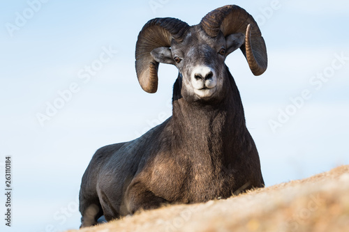 Bighorn Rams in the Rocky Mountains