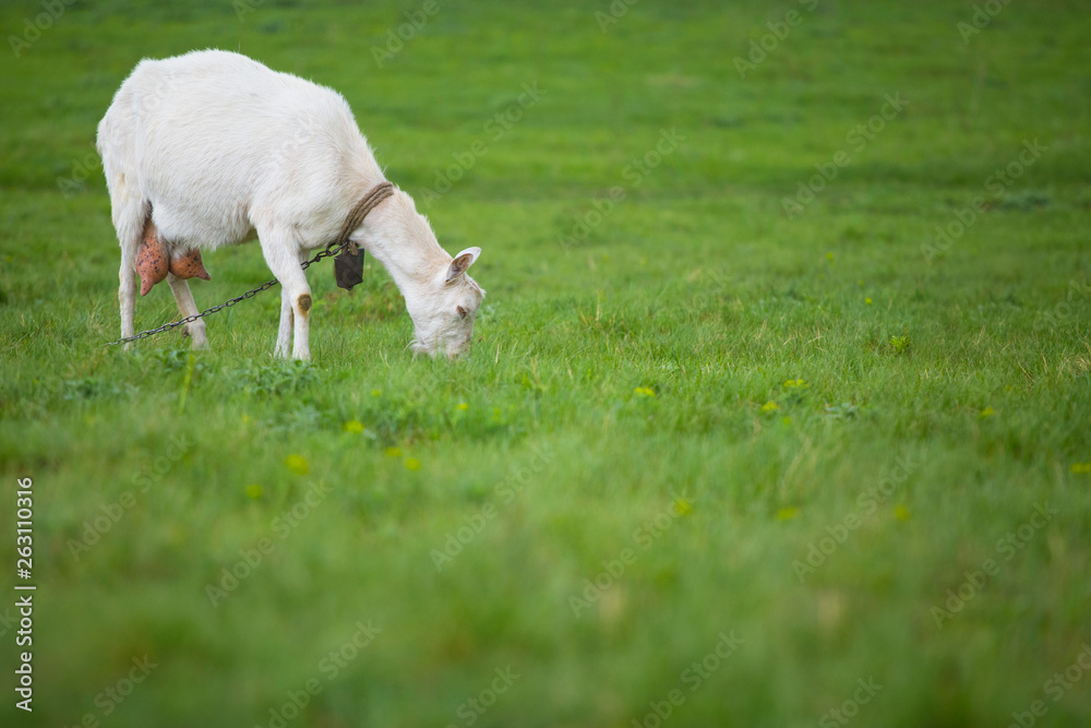Fototapeta premium One white goat standing on green grass with blurred background