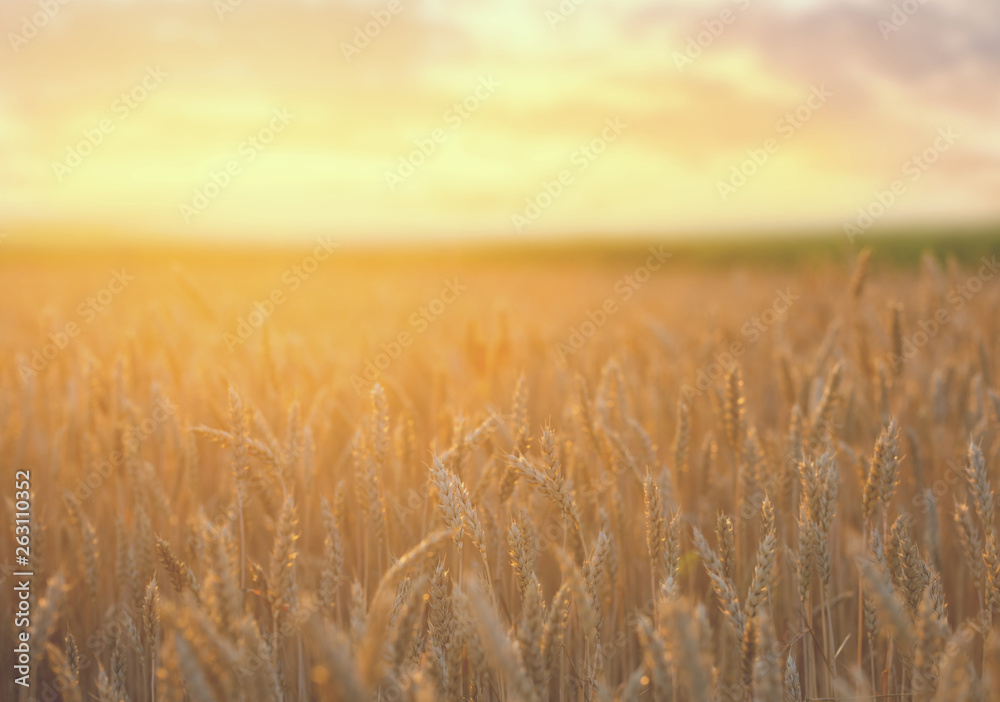 closeup beautiful summer wheat field at the sunset