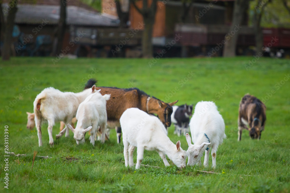 Small herd of goats standing on green grass with house in background. Different colored goats herd