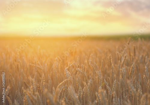 closeup beautiful summer wheat field at the sunset