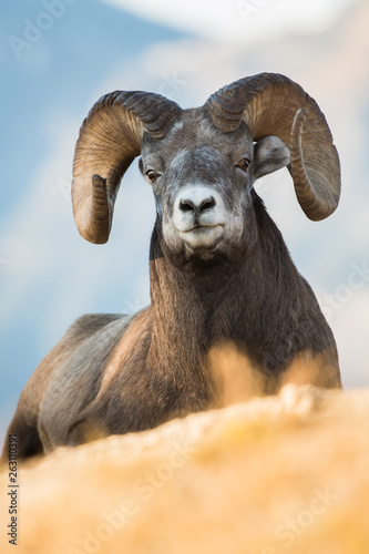 Bighorn Rams in the Rocky Mountains © Jillian