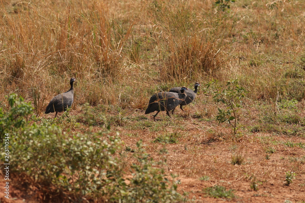 The helmeted guineafowl, a common bird occurring in african savanna in its natural habitat. Domestic population is kept in captivity in several countries throughout the world. The helmeted guineafowl, a common bird occurring in african savanna in its natural habitat. Domestic population is kept in captivity in several countries throughout the world.