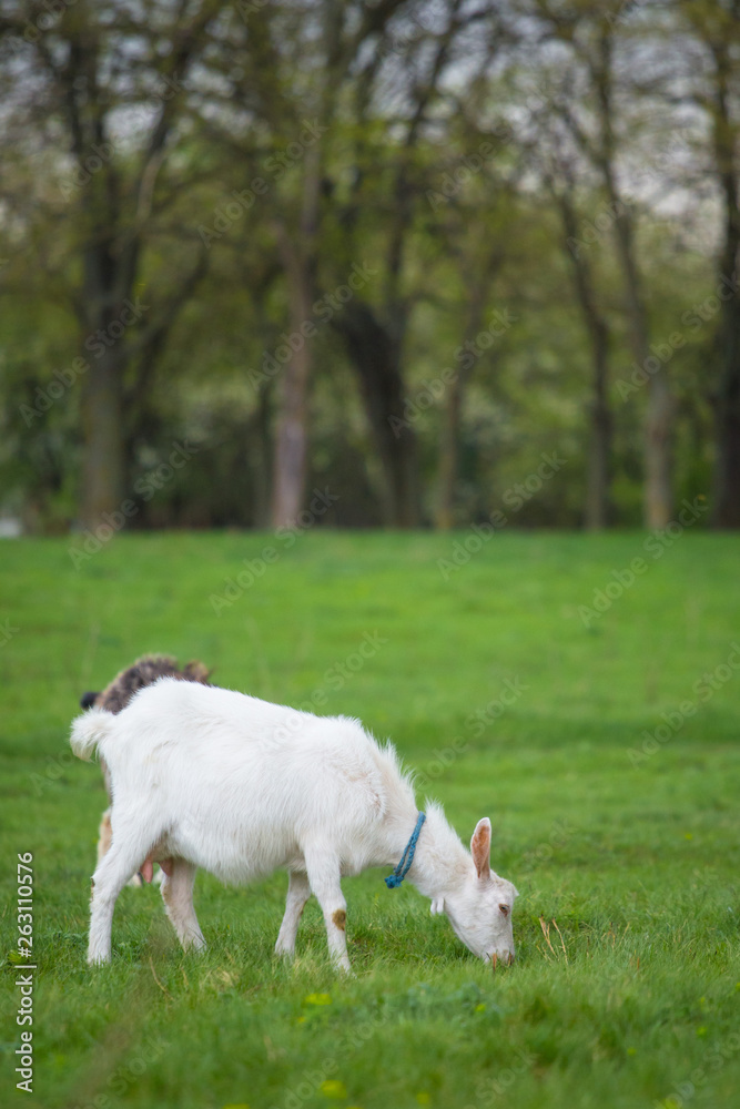 Fototapeta premium One white goat standing on green grass with blurred trees in background