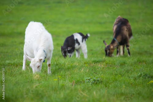 Three goats standing and eating green grass at rural meadow.