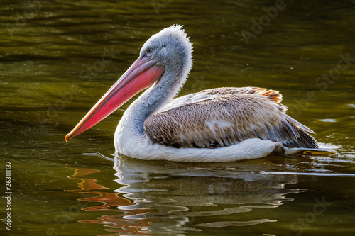 Swimming Dalmatian Pelican with beautiful feathers