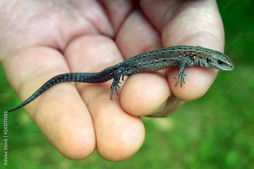 A small lizard in his hands against the grass. Wild reptile close-up held by man A small lizard in his hands against the grass. Wild reptile close-up held by man