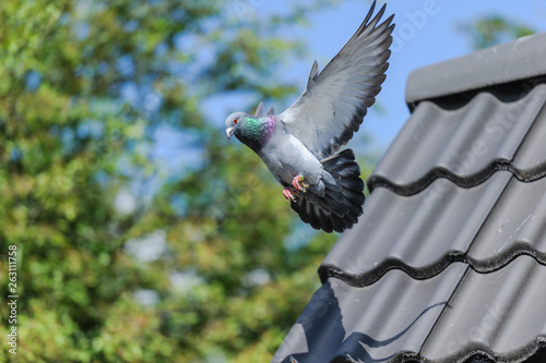 Landing of racing pigeon with wings spread wide