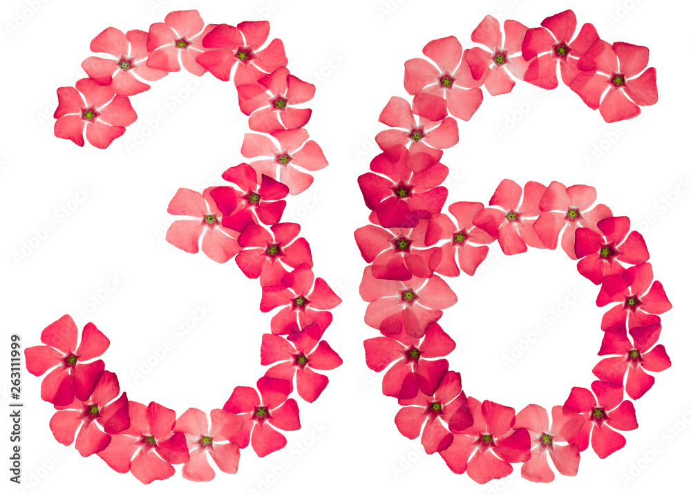 Numeral 36, thirty six, from natural red flowers of periwinkle, isolated on white background Numeral 36, thirty six, from natural red flowers of periwinkle, isolated on white background