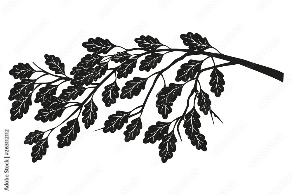 Branch of oak with leaves without and acorns isolated on white background. - obrazy, fototapety, plakaty 