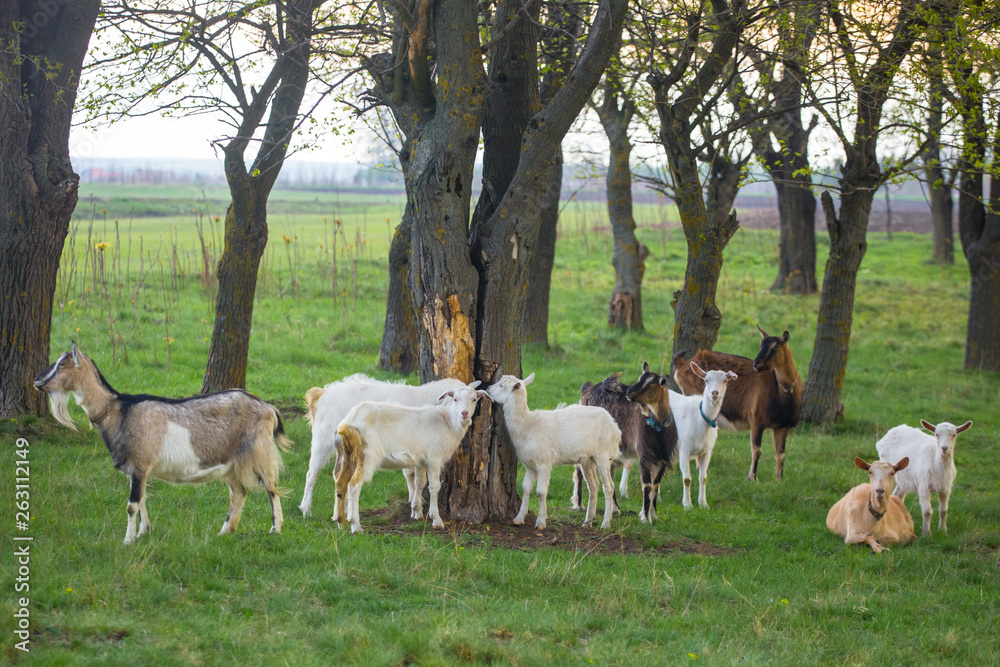 Small herd of goats standing on green grass with trees in background. Different colored goats herd