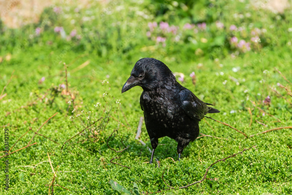 Beautiful shiny black crow standing in grass Beautiful shiny black crow standing in grass