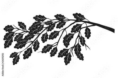 Branch of oak with leaves without and acorns isolated on white background.
